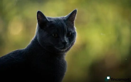 Signs Your Pet Needs a Vet Visit: Don't Ignore These Alerts!