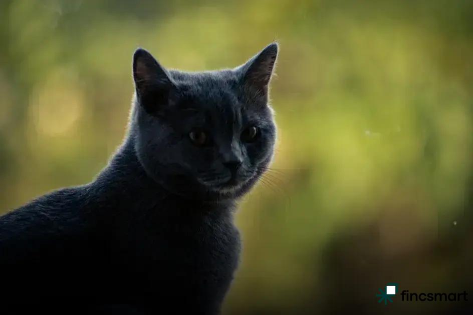 Signs Your Pet Needs a Vet Visit: Don't Ignore These Alerts!