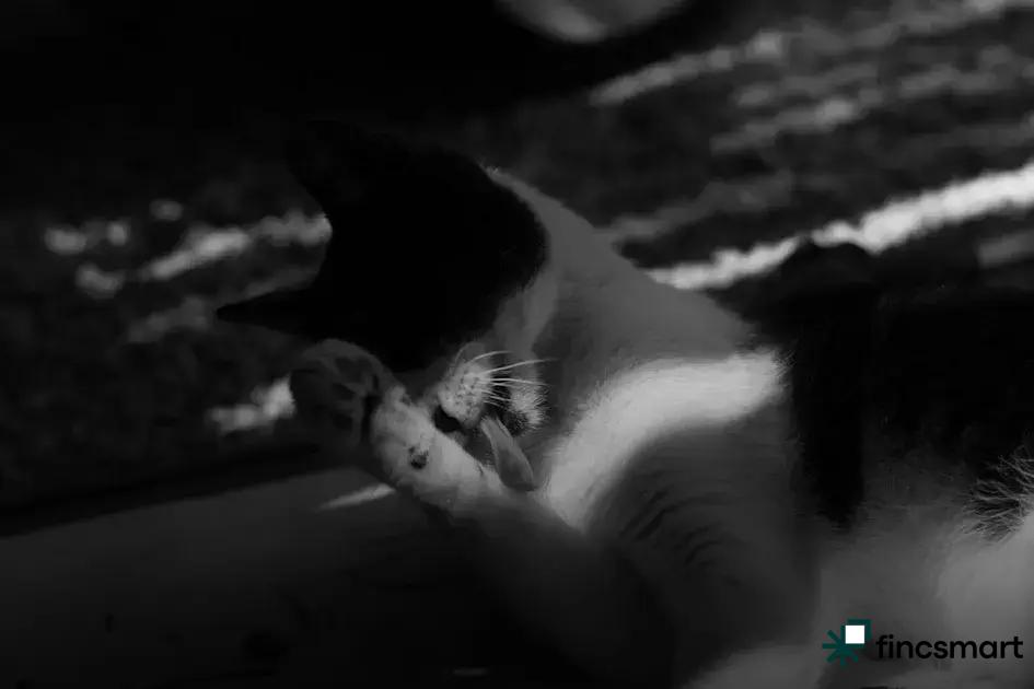 Travel Accessories for Pets: Must-Have Essentials for Happy Trips