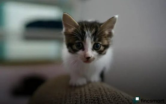 Travel Tips for Small Pets: Essential Guide for Safe Adventures