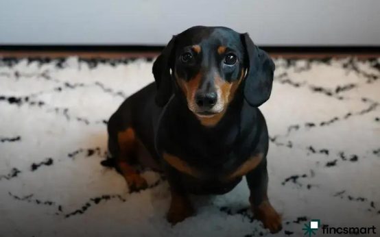 Understanding Exotic Pets Before Adopting: What You Must Know